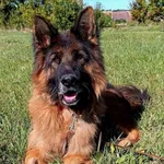 Pies do adopcji, Gorzów Wielkopolski, 13 kwietnia 2025