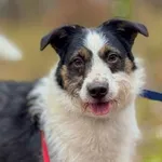 Pies do adopcji, Piła, 6 grudnia 2024