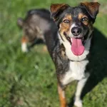 Pies do adopcji, Piła, 17 października 2022