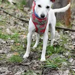 Tosia ma ok. 5 - lat, ale wygląd i zachowanie szczeniaka. Z racji tego, że dopiero się poznajemy, jeszcze mało wiemy na temat jej zachowań, ale przedstawiamy to, co już zdążyliśmy zaobserwować. Sunia 