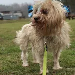 Pies do adopcji, Grudziądz, 26 marca 2025