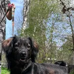 13089/55/25 Dexter - data przyjęcia - 13.04.2025