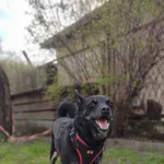 Pies do adopcji, Tychy, 20 marca 2025