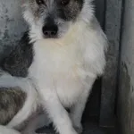 Pies do adopcji, Bełchatów, 20 grudnia 2024