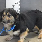 Imię: Przyjęty: 2025-03-25 Płeć: Suka Opis: mieszaniec, tricolor Wiek: ok. 4 lata