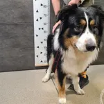 Pies do adopcji, Chełmek, 22 marca 2025