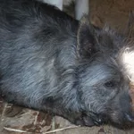 Pies do adopcji, Bełchatów, 20 grudnia 2024