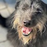 Pies do adopcji, Oborniki, 20 marca 2025