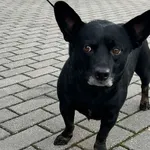 Znaleziono psa, Tatary, 20 grudnia 2024