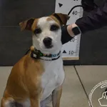 Imię: Przyjęty: 2025-03-17 Płeć: Pies Opis: mieszaniec, brązowo-białe Wiek: ok. 1.5 roku