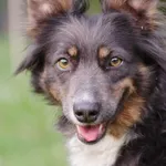 sunia mix Border Colie