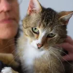 Kocurek poz. 25/064/K