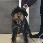 Imię: Przyjęty: 2025-03-17 Płeć: Pies Opis: w typie teriera, czarne-podpalane Wiek: ok. 3 lata