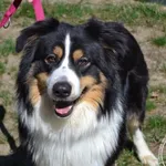 Pies do adopcji, Chełmek, 22 marca 2025