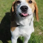 Pies do adopcji, Bełchatów, 24 marca 2025