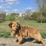 Pies do adopcji, Gorzów Wielkopolski, 5 kwietnia 2025