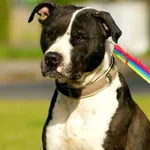 Pies do adopcji, Konin, 13 marca 2025