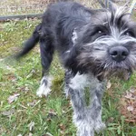 Kumpel to pies przywieziony w dniu 03.04.2025r z terenu gm. Miastków Kościelny, średni, młody, bardzo miły, wesoły, kontaktowy