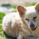 Znaleziono psa, Racławice, 11 kwietnia 2025