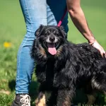 Znaleziono psa, Racławice, 11 kwietnia 2025