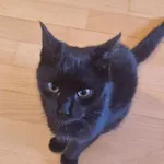 W dniu 17 kwietnia 2025 w Plichtowie na granicy z Janowem znaleziono małą czarną kotkę, na oko 4-5 miesięczną. jEST bardzo przyjacielska i lgnie do ludzi.