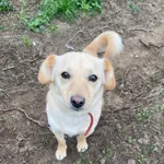 Pies do adopcji, Dłużyna Górna, 19 kwietnia 2025