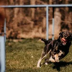 Grey 616093902899460