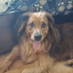 Oddam psa, Wałbrzych, 19 kwietnia 2025