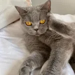 Cleo kotka brytyjska niebieska