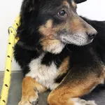 Znaleziono psa, Łódź, 20 kwietnia 2025