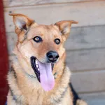 Młodziutki Bobi, świetny psiak szuka domu!