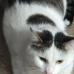 ZAGINĄŁ KOT - PROSZĘ O POMOC