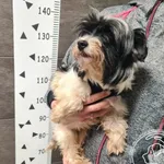 Przyjęty: 2025-04-19 Gmina: Jaworzno Płeć: Suka Opis: mieszaniec, biało-czarne