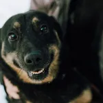 Oddam psa, Gdańsk, 22 kwietnia 2025