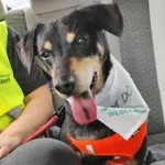 Pies do adopcji, Włocławek, 15 sierpnia 2023