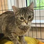 Znaleziono kota, Toruń, 19 kwietnia 2025