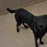 Znaleziono psa, Olsztyn, 12 kwietnia 2025