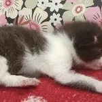 Znaleziono kota, Toruń, 20 kwietnia 2025