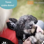 Pies do adopcji, Dąbrówka, 22 kwietnia 2025