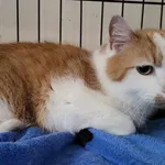 Kocurek poz. 25/155/K