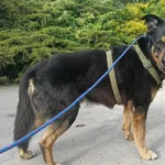 Znaleziono psa, Toruń, 19 kwietnia 2025