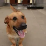 Znaleziono psa, Gdańsk, 18 kwietnia 2025