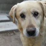 Pies do adopcji, Bełchatów, 25 stycznia 2025