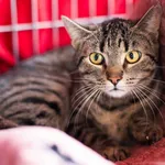 Znaleziono kota, Wałbrzych, 3 kwietnia 2025