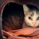 Znaleziono kota, Wałbrzych, 4 kwietnia 2025