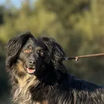 Imię: Franek Chip: 616093902524224 Płeć : Samiec Wiek: styczeń 2022 Wielkość: średni Dzieci: w wieku szkolnym Kastracja/sterylizacja: tak Inne Psy: akceptuje inne psy Charakter: Franek to bardzo sympa