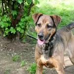 Znaleziono psa, Wałbrzych, 9 kwietnia 2025