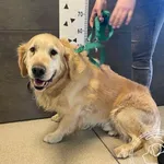 Znaleziono psa, Chełmek, 22 kwietnia 2025