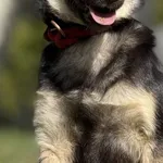 Imię: Wandzia Chip: 616093903019531 Płeć : Samica Wiek: listopad 2024 Wielkość: mały Dzieci: w wieku szkolnym Kastracja/sterylizacja: tak Inne Psy: akceptuje inne psy Charakter: Wandzia to nieśmiała r