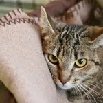 Znaleziono kota, Wałbrzych, 3 kwietnia 2025